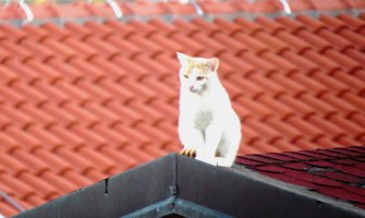 Mačka cijeli dan bila zaglavljena na oluku zgrade u Titovoj ulici, spasili je stanari