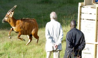Još dva planinska bonga puštena na obroncima Kenije: Ekstremno rijetka vrsta