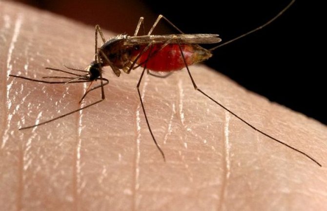Ovo su četiri tipa ljudi kojima komarci vole piti krv  
