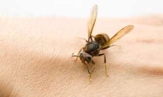 Morate znati kako da reagujete: Prva pomoć kod uboda ose ili pčele