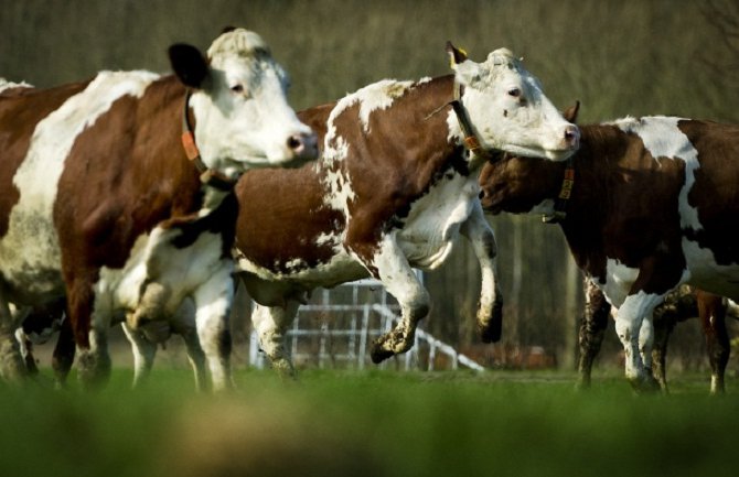 Novi Zeland: Planirano klanje 150 hiljada krava zbog bakterijske infekcije