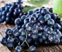 Za dva mjeseca berbe ubrano 14.4 miliona kilograma vinskog grožđa