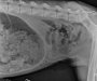 Ovaj rendgenski snimak petogodišnjeg dječaka je obišao čitav svijet (FOTO)