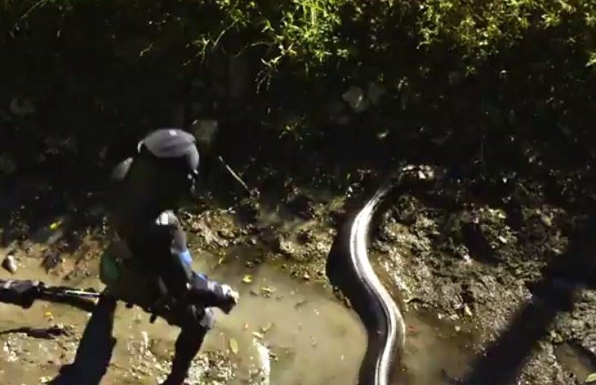Ulovljena najduža zmija na svijetu (Video)