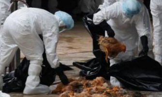 U Francuskoj ubijeno 2,9 miliona živine zbog ptičijeg gripa