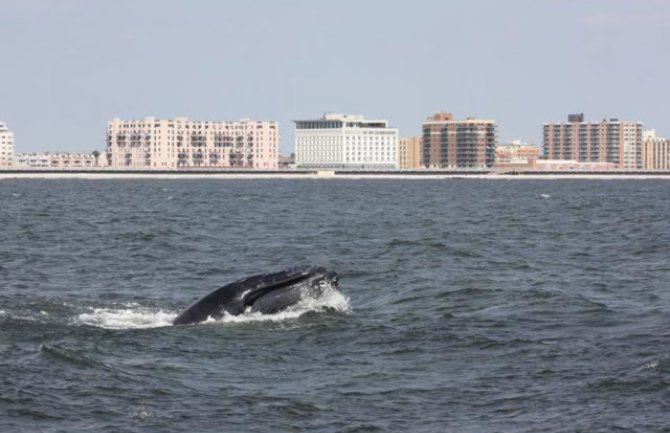 Sve više grbavih kitova se približava obalama Njujorka