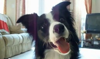 Ovakve trikove kod pasa još niste vidjeli (VIDEO)