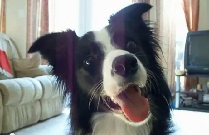 Ovakve trikove kod pasa još niste vidjeli (VIDEO)