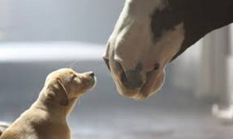 Pas i konj: Neraskidivo prijateljstvo (VIDEO)