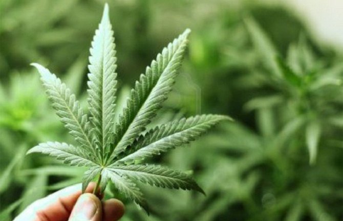 Policije Albanije i Grčke zaplijenile više od tonu marihuane
