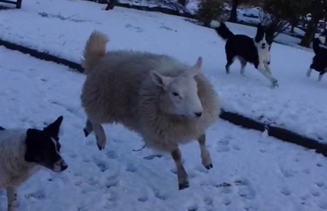 Kad ovca umisli da je pas!(VIDEO)