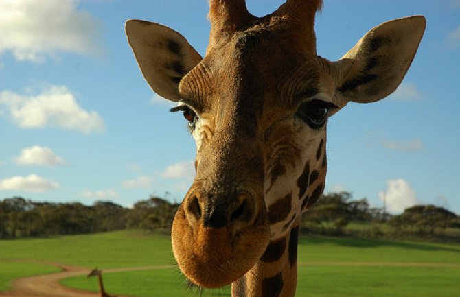 Žirafa usmrtila režisera tokom snimanja emisije