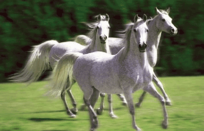 Klonirani konji se  takmiče na Olimpijadi?