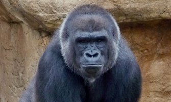 Zbog ubistva gorile muškarac iz Ugande osuđen na 11 godina zatvora