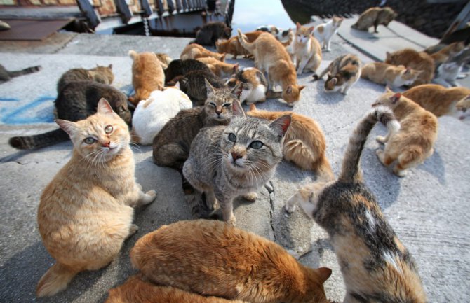 Na ovom ostrvu mačke su najbrojniji stanovnici