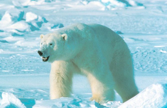 Polarni medvjed napao čovjeka 