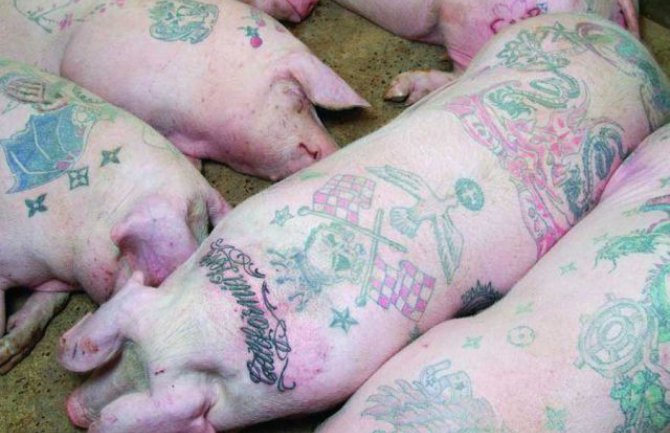Tetoviranje svinja hit u Kini