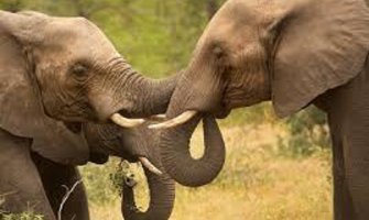 Užasna smrt:  Pobjesneli slon izgazio čovjeka (VIDEO)
