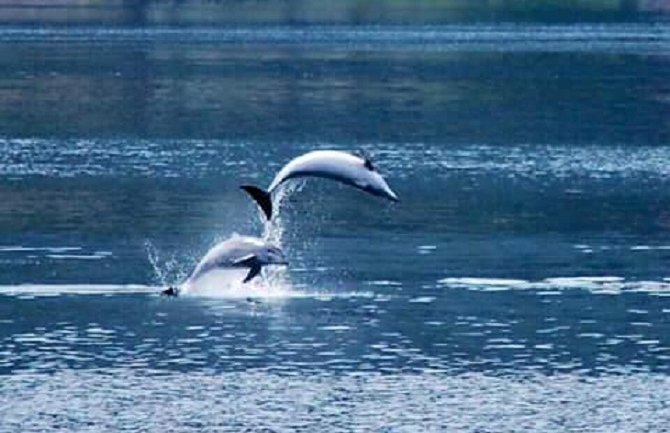  Delfini danas doplivali u Boku (Foto)