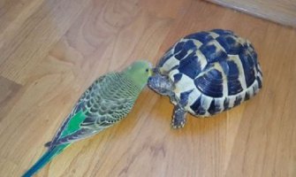 Pogledajte kako  kornjača i papagaj plešu (Video)