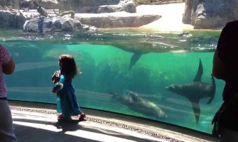 Djevojčica se igrala sa morskim lavom i pala. Pogledajte njegovu reakciju! (VIDEO)