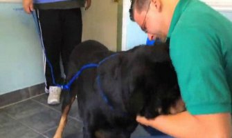Susret psa i vlasnika nakon osam godina (VIDEO)