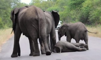 Slonovi nikada ne ostavljaju svoje(VIDEO)