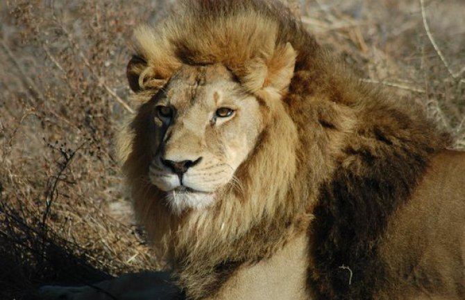 Kenija: Pastir poginuo u napadu lavova