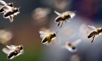 Koncept ničega: Pčele shvataju ono što djeca ne mogu