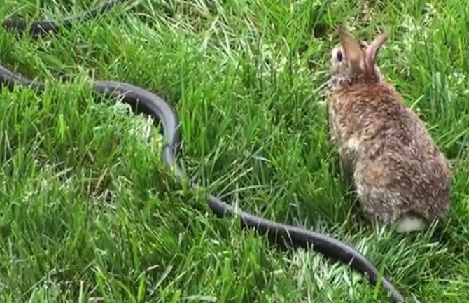 Zečica napala zmiju da bi odbranila mladunce(VIDEO)