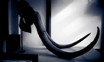Pronađen fosil slona star 7 miliona godina