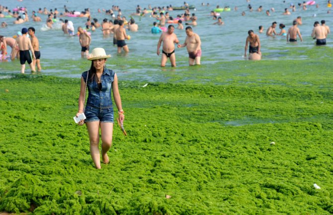 Zelene alge preplavile kineske plaže, naučnici nemaju objašnjenje (FOTO)