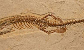 Pronađen fosil zmije sa četiri noge star 113 miliona godina