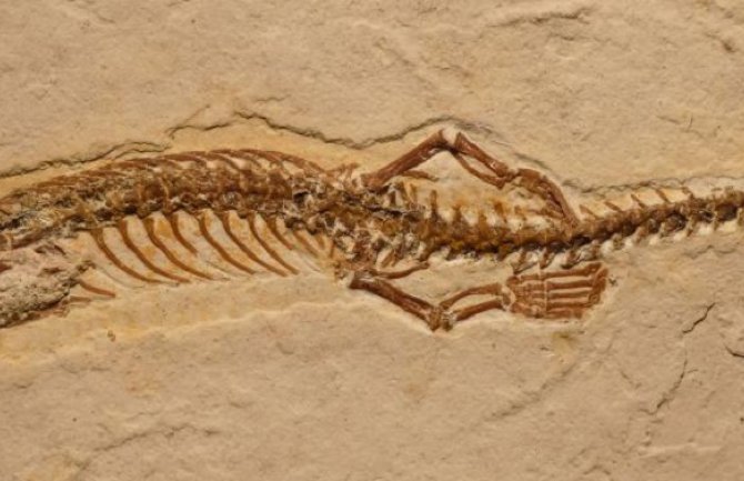 Pronađen fosil zmije sa četiri noge star 113 miliona godina