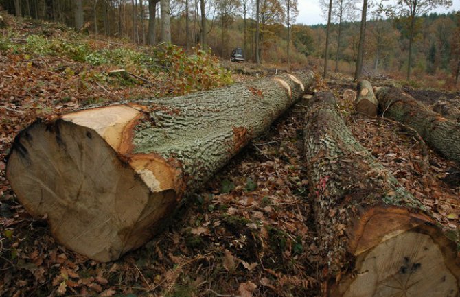 Pričinio štetu u iznosu od oko 43.000 eura jer je dopustio sječu državne šume