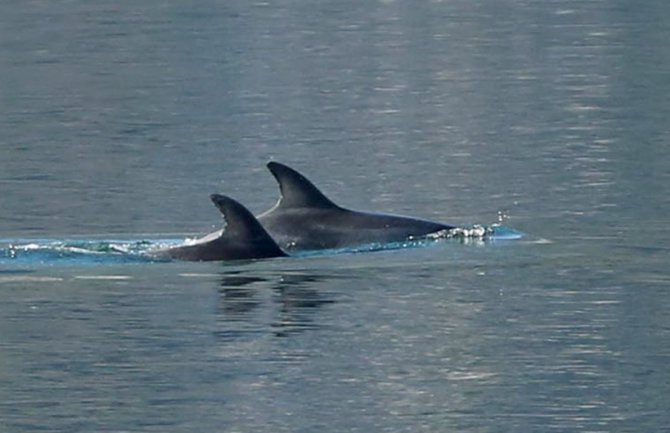 Delfini ponovo u posjeti Boki (VIDEO)