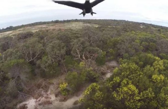 Vazdušni okršaj orla i drona