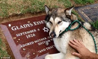TUGA: Pas plače na grobu svoje vlasnice(VIDEO)