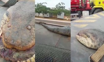 Ogromna anakonda pronađena na sred ulice (VIDEO)