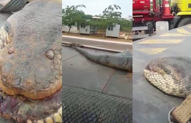 Ogromna anakonda pronađena na sred ulice (VIDEO)
