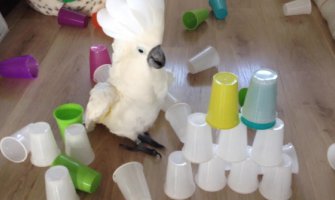 Papagaj Harli mrzi složene plastične čaše, ali stvarno!(VIDEO)
