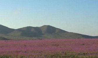 Pustinja Atakama na sjeveru Čilea procvjetala (VIDEO)