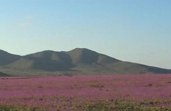 Pustinja Atakama na sjeveru Čilea procvjetala (VIDEO)