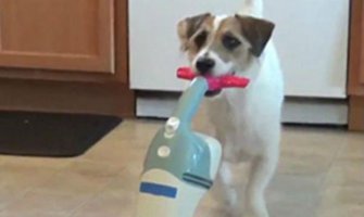 Oduševićete se: Pogledajte kako pas pomaže u spremanju kuće 