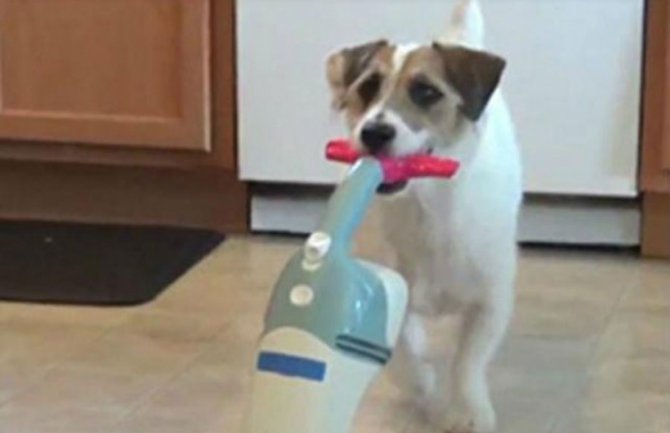 Oduševićete se: Pogledajte kako pas pomaže u spremanju kuće 