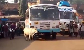 Nevjerovatno: Ova krava svaki dan zaustavlja autobus koji joj je ubio tele (VIDEO)