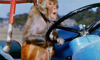 Majmun vozio autobus, putnici se nisu žalili (VIDEO)