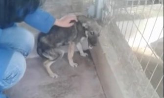 Pogledajte reakciju zlostavljanog psa kojeg miluju po prvi put (Video)