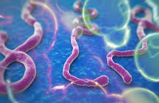 Virus ebole prenosi se kao gripa ili HIV
