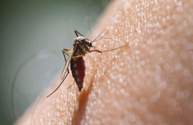 Šri Lanka: Najmanje 225 mrtvih u epidemiji denga groznice